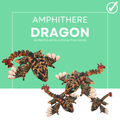 Amphitheriid Jungle Dragon